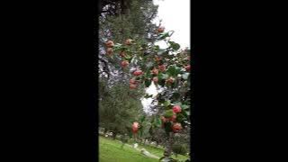 Camelia is blooming in Batumi - Georgia - spring