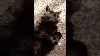 Ксения на посту... #рекомендации #cat #животные #кот #котики