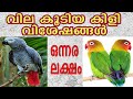 കിളിയെന്നത് കളിയല്ല | African Grey Parrots | Pets Malayalam | Love birds | Pets World Kerala