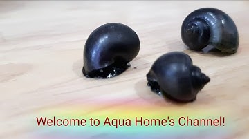 Mystery Purple Snail (Ốc táo tím) - Aqua Home Sieuthithuysinh.com
