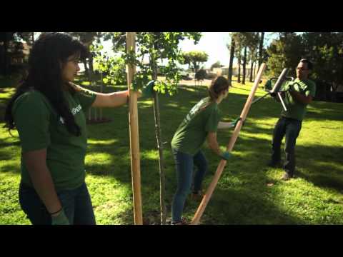 Video: Mărirea copacilor după plantare - Când să pilonați un nou copac în peisaj