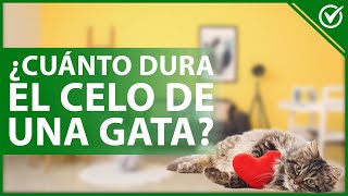 ¿Cuánto TIEMPO en promedio dura el CELO de una gata?  Detalles de su sexualidad