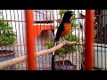 Masteran Ampuh Buat Pancingan Murai Batu Macet Bunyi Bisu Dan Stres Biar Kembali Gacor Mp3 - Mp4 Download