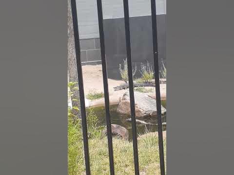 American Alligator Kansas City Zoo - YouTube