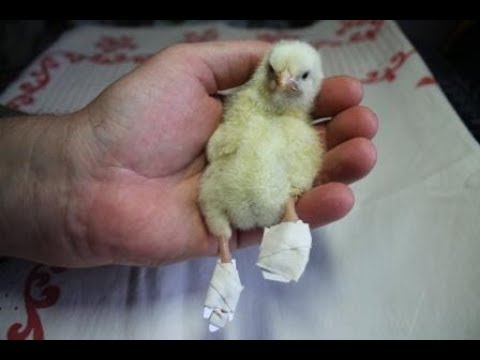 Бір тобырдағы порно видео