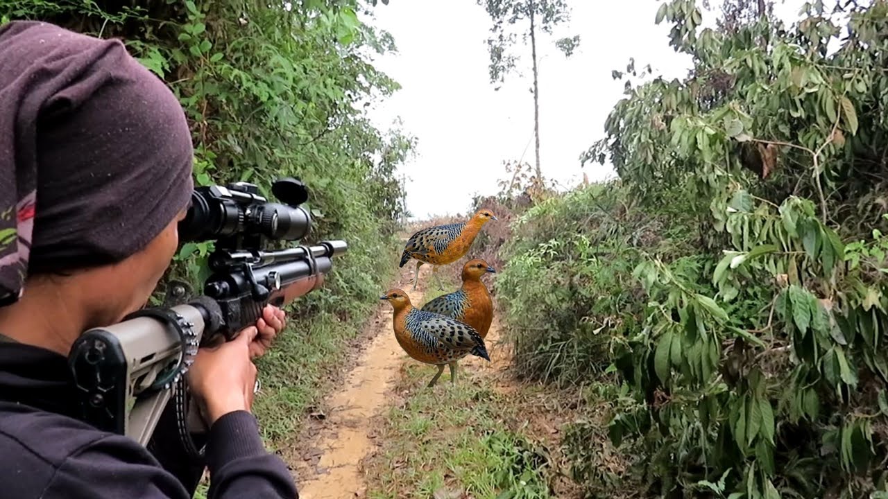 BERBURU BURUNG PUYUH RIMBA DENGAN SUARA PIKAT (TARUN TARUN)