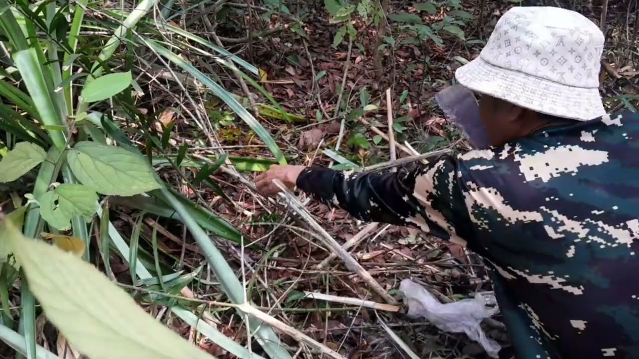 เข้าป่าหาหม่วหวายคนเดียว