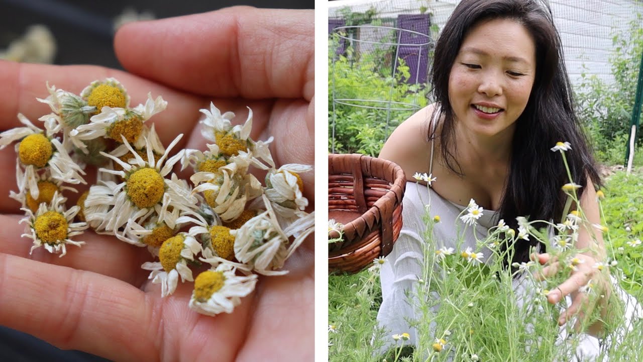 Harvesting Chamomile Flowers | Roman vs German Differences - YouTube