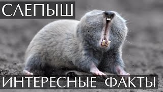 Слепыш - Интересные Факты