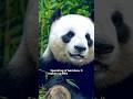 fun panda facts #wildlife #viralvideo #funny #food #bamboo #panda #documentary