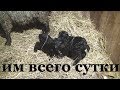 МОИ КОЗЫ, КОЗЛЯТА, ТЕЛЕНОК.Им всего сутки. Рожденные в мороз