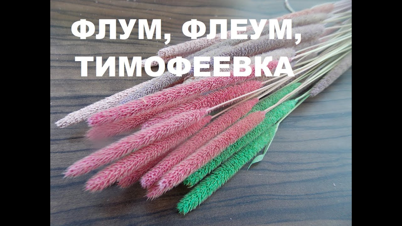 КРАСИМ КОЛОСЬЯ ТИМОФЕЕВКИ.ПРОСТОЙ СПОСОБ. - YouTube