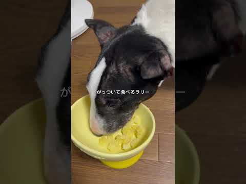 秋だ!さつまいもだ!ラリーの食欲旺盛編!#ブルテリア#bullterrier#犬#犬との暮らし#愛犬#dog#老犬#老犬介護