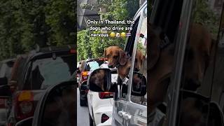 Only in Thailand, the dogs who drive are nervous 😅🐶😂🇹🇭 #shorts #funny #bangkok