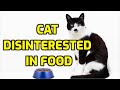 Why Do Cats Suddenly Go Off Their Food?