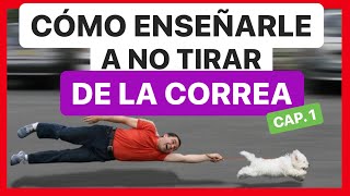 ENSEÑA a tu PERRO a NO TIRAR de la CORREA en 10 MINUTOS ► SOLUCIÓN ✅1º Parte