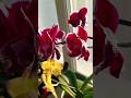 Орхидеи в лучах весеннего Солнца🌞🌞🌞 Orchids in the spring sun