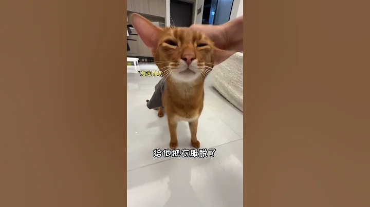Video 11826861: abyssinian cat