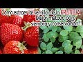 LA MEJOR forma de extraer SEMILLAS de FRUTILLA secas para almacenar o sembrar! MÉTODO EFICAZ!!