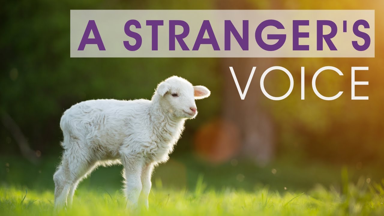 A Stranger's Voice