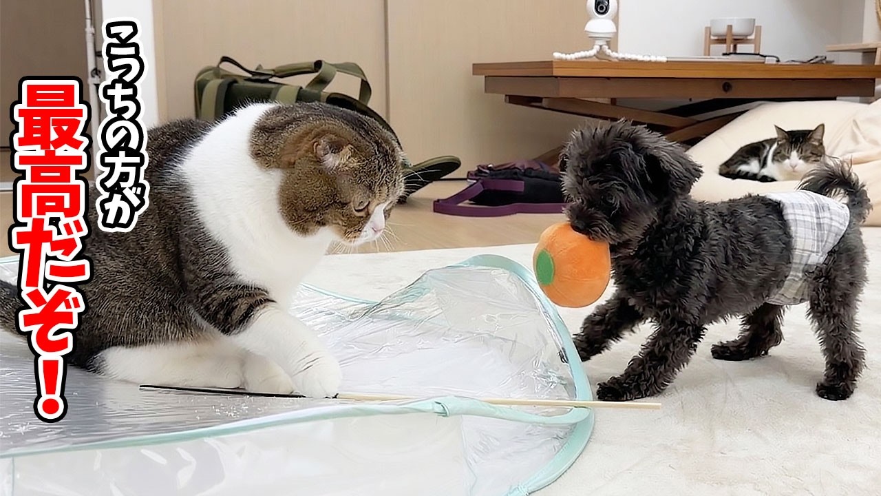 A cat is so cute, diligently teaching a former rescue dog who came