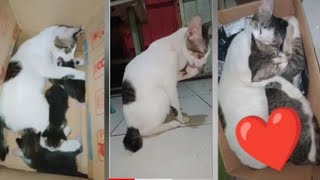 BIKIN HARU ⁉ KUCING INI JAGA ADIKNYA SEJAK DARI LAHIR ❤