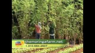 Danny Javier (Apo Hiking Society) share's his near-death experience and The Moringa Farm PureExtract