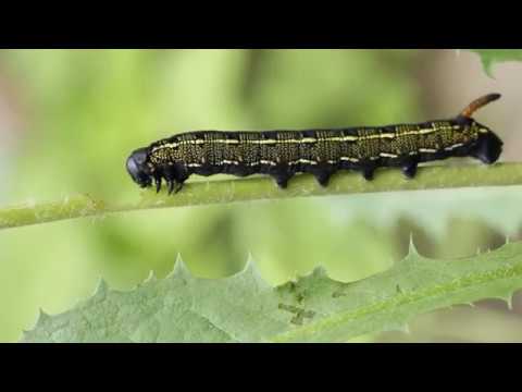 mothman Striped Hawk-moth Caterpillar (Hyles livornica) 2Of2