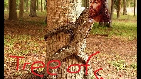 Tree of savior Early access launch review.