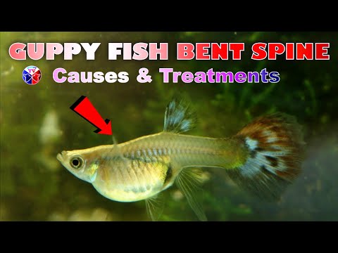 Guppy Fish Bent Spine Causes and Treatment