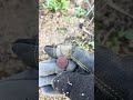 Seguimos rescatando monedas