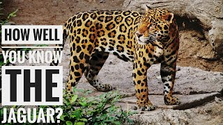 Jaguar || Description, Characteristics and Facts!
