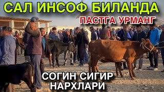 картинка: ЕНДИ КИМ ОЛАДИ! 5 ОКТЯБРЬ СОГИН СИГИР НАРХЛАРИ 2025.КАШКАДАРЁ КАРШИ КАРВОН МОЛ БОЗОРИ НАРХЛАРИ 2025.