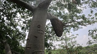 ต้นงิ้วต้นนี้สงสัยผึ้งหลวงมาจับทุกปีแน่เลย | พรานหมึก คนตีผึ้ง