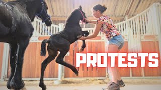 Dolly wordt gek als ik haar been optil! Ze protesteert! | Friese paarden