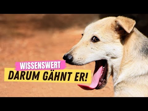 Video: Was bedeutet es, wenn ein Hund stöhnt oder seufzt?