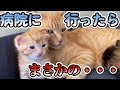 物置に置き去りにされた子猫家族を保護しました（Part7)