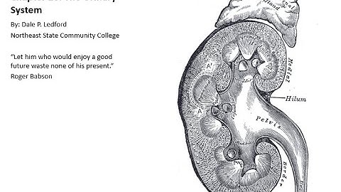 Human Anatomy and Physiology 2 Chapter 26 Part 2