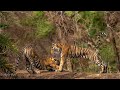 Tiger Cubs in mood of Yoga | Ranthambore |