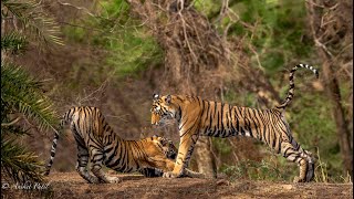 Tiger Cubs in mood of Yoga | Ranthambore |