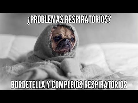 Video: Bordetella bronchiseptica en perros