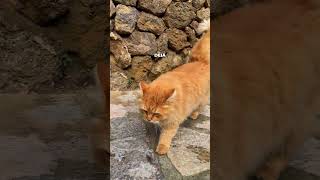 One Of The Most Enchanting Villages In Mallorca, Deià