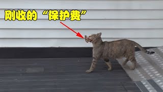 母貓每天來要保護費卻從來不吃，女子跟踪後看哭了#母愛#流浪貓#養育#貓咪#暖心#善待動物