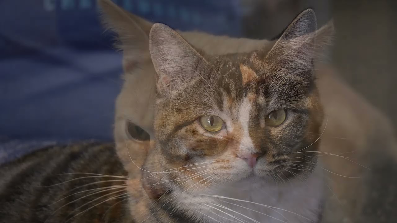 Naughty Cat Cafe 12.2025