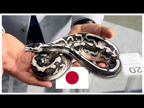 The BEST Pixel Ball Python We've EVER Seen?! 🇯🇵
