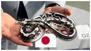 The BEST Pixel Ball Python We've EVER Seen! 🇯🇵