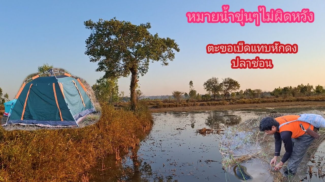 ปักเบ็ดนอนทุ่งด้วย เหยื่อแมลงจีซอล น้ำขุ่นๆ ปลาช่อน ใหญ่โลกว่า ตัวสวยๆสองตัวโล กินดีเกินคลาด  