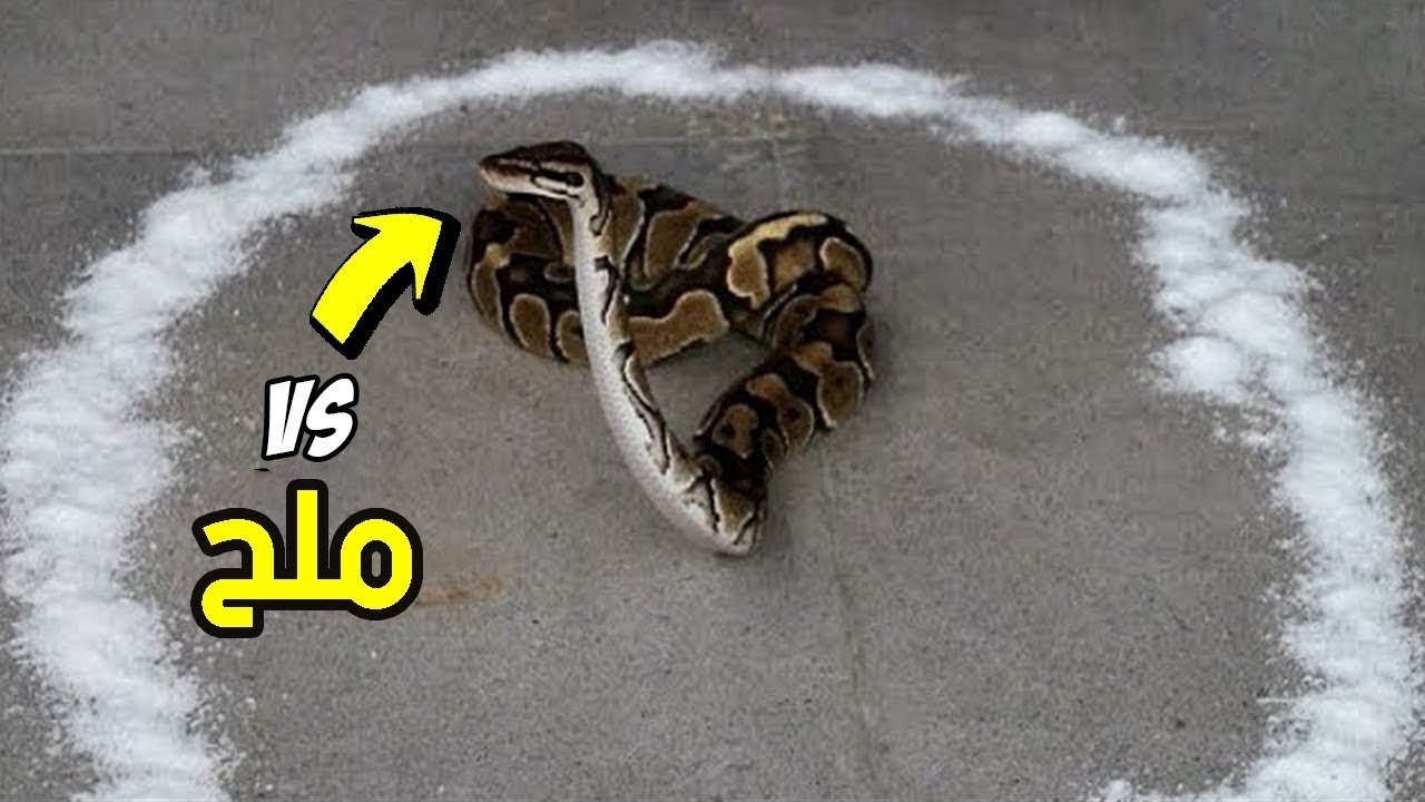 هذا هو ما يفعله الثعبان لو أحيط بدائرة من ملح Youtube