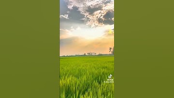 Đồng lúa của các bác nông dân 🇻🇳