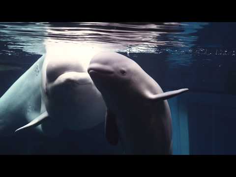 Beluga Calf Shila is 1 Month Old!